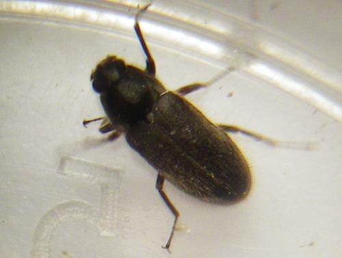 Dryops auriculatus